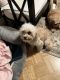 Cavapoo Puppies for sale in San Jose, CA 95111, USA. price: $1,750