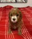 Cavapoo Puppies for sale in Maryville, TN, USA. price: NA
