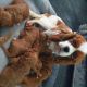 Cavapoo Puppies for sale in 6640 Abrams Rd, Dallas, TX 75231, USA. price: $1,800