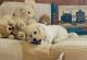 Cavapoo Puppies for sale in Boyce, VA 22620, USA. price: $675