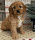 Cavapoo Puppies for sale in West Los Angeles, CA 90025, USA. price: NA
