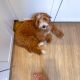 Cavapoo Puppies for sale in Los Angeles, CA, USA. price: $700
