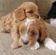 Cavapoo Puppies for sale in Macedon, NY 14502, USA. price: NA