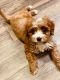 Cavapoo Puppies for sale in Charlotte, NC, USA. price: NA