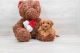 Cavapoo Puppies for sale in San Francisco, CA, USA. price: $3,400