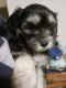 Cavapoo Puppies for sale in Kennedale, TX 76060, USA. price: NA