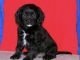 Cavapoo Puppies for sale in Laurel, MD, USA. price: NA