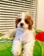 Cavapoo Puppies for sale in Louisville, KY, USA. price: $1,800
