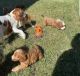 Cavapoo Puppies for sale in 203 US-1, Norlina, NC 27563, USA. price: NA