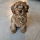 Cavapoo Puppies for sale in Wesley Chapel, FL, USA. price: NA