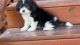 Cavapoo Puppies for sale in Calvary, KY 40033, USA. price: NA