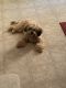 Cavapoo Puppies for sale in Gastonia, NC, USA. price: $500