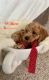 Cavapoo Puppies for sale in Akron, OH, USA. price: NA
