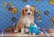 Cavapoo Puppies for sale in West Branch, MI 48661, USA. price: NA