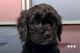 Cavapoo Puppies for sale in Statesville, NC, USA. price: $2,500