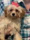 Cavapoo Puppies for sale in Statesville, NC, USA. price: $1,000
