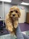 Cavapoo Puppies for sale in Palatka, FL 32177, USA. price: $1,500