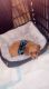 Cavapoo Puppies for sale in Laurel, MD, USA. price: $2,100