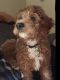 Cavapoo Puppies for sale in Parma, OH, USA. price: $2,000