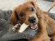 Cavapoo Puppies for sale in Virginia Beach, VA, USA. price: $800