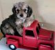 Cavapoo Puppies for sale in Columbus, GA, USA. price: NA