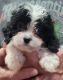 Cavapoo Puppies for sale in Chiefland, FL 32626, USA. price: $2,000