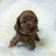 Cavapoo Puppies for sale in Tampa Ave, Los Angeles, CA, USA. price: NA