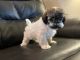 Cavapoo Puppies for sale in Tulsa, OK, USA. price: $1,500