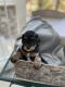 Cavapoo Puppies for sale in St. George, UT, USA. price: NA