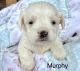 Cavapoo Puppies for sale in Park Hill, OK 74451, USA. price: NA