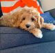 Cavapoo Puppies for sale in Canada Water, London SE16, UK. price: 1000 GBP