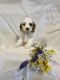 Cavapoo Puppies for sale in Crossville, TN, USA. price: NA