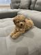 Cavapoo Puppies for sale in Spring Lake, NC, USA. price: $1,400