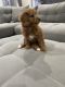 Cavapoo Puppies for sale in Spring Lake, NC, USA. price: $1,400