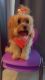 Cavapoo Puppies for sale in Baltimore County, MD, USA. price: NA