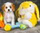Cavapoo Puppies for sale in Bunker Hill, IL 62014, USA. price: NA