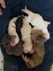 Cavapoo Puppies for sale in Olive Branch, MS 38654, USA. price: NA