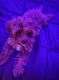 Cavapoo Puppies for sale in Glendale, CA, USA. price: NA