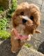 Cavapoo Puppies for sale in El Paso, TX 79936, USA. price: NA