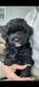 Cavapoo Puppies for sale in Granite, MD 21163, USA. price: $3,000