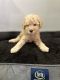 Cavapoo Puppies for sale in Fort Lauderdale, FL, USA. price: NA