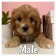 Cavapoo Puppies for sale in Dresden, TN 38225, USA. price: NA