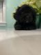 Cavapoo Puppies for sale in 8829 Mt Hope Rd, Apple Creek, OH 44606, USA. price: NA
