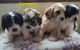 Cavapoo Puppies for sale in Newaygo, MI 49337, USA. price: NA