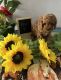 Cavapoo Puppies for sale in Wawaka, IN 46794, USA. price: NA