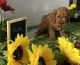 Cavapoo Puppies for sale in Wawaka, IN 46794, USA. price: NA