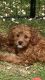 Cavapoo Puppies for sale in Chattanooga, TN, USA. price: NA