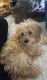 Cavapoo Puppies for sale in West Babylon, NY, USA. price: $1,000
