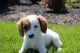 Cavapoo Puppies for sale in Schnecksville, PA 18078, USA. price: $1,250