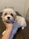 Cavapoo Puppies for sale in Youngstown, OH, USA. price: NA